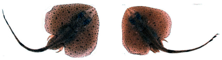 Neoraja caerulea_08.jpg